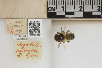 Media type: image;   Entomology 785960 Aspect: Labels